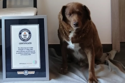 Bobi, el perro más viejo del mundo, ha muerto a los 31 años