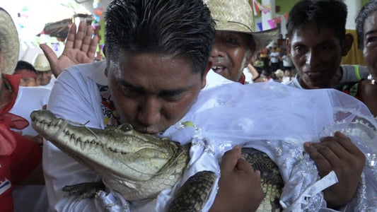 Un alcalde mexicano se casó con un caimán hembra: "No puede haber matrimonio si no se aman ».