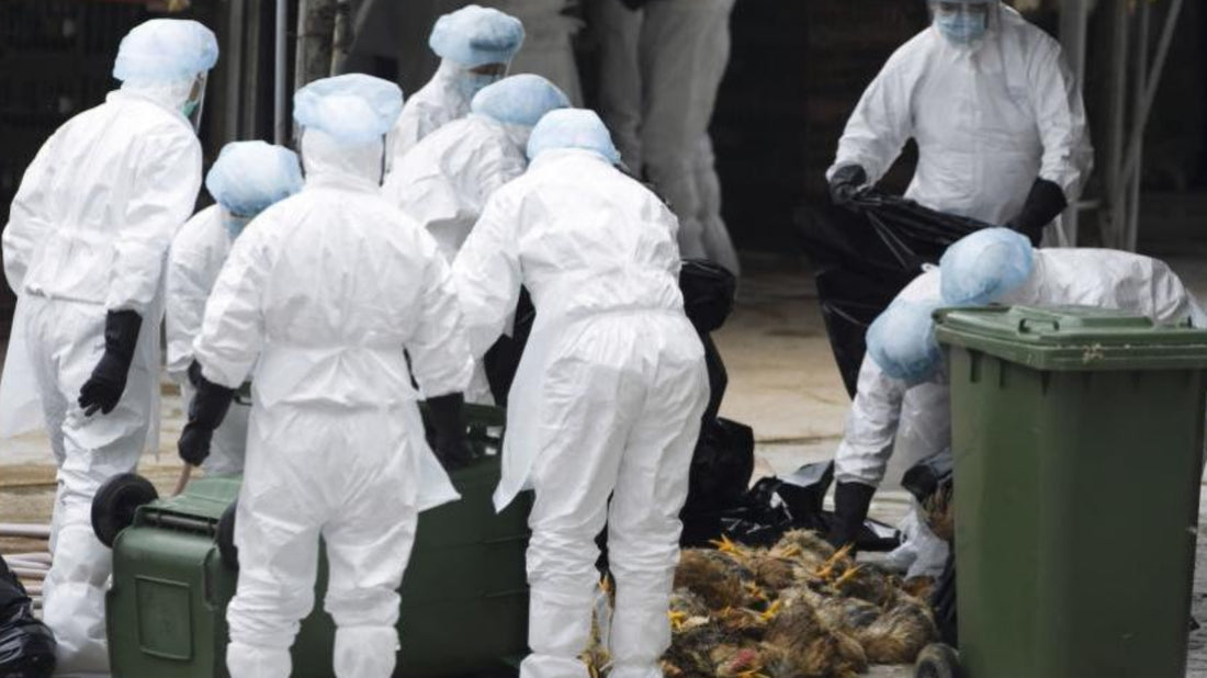 Detectado en México el primer caso humano de gripe aviar H5N2, según la OMS